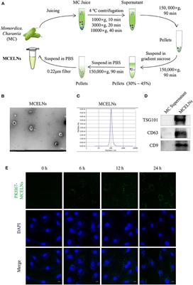 Momordica. charantia-Derived Extracellular Vesicles-Like Nanovesicles Protect Cardiomyocytes Against Radiation Injury via Attenuating DNA Damage and Mitochondria Dysfunction